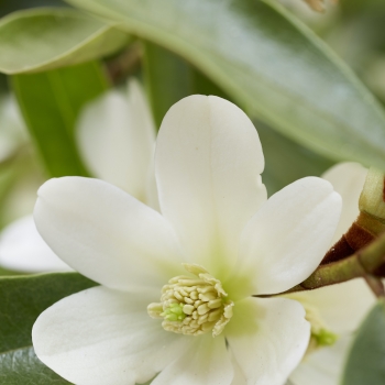 Magnolia - laevifolia - Vanilla Pearls - GCCHU2008